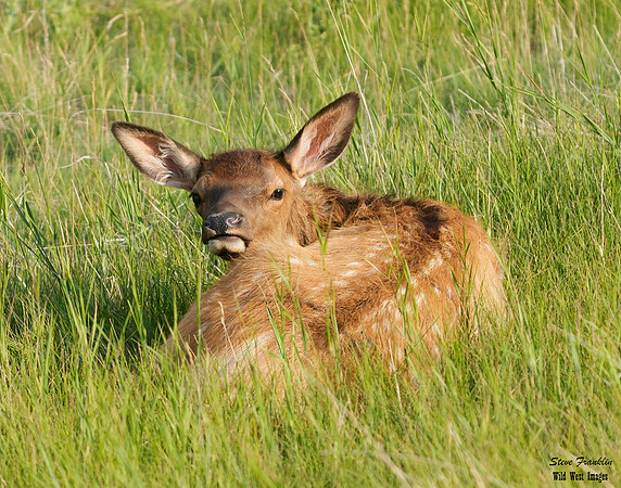 Elk calf Jasper 1 det WWI