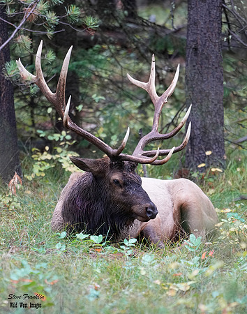bULL ELK 1A standard DET WWI