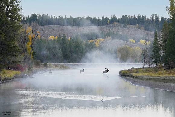 Elk Crossing Fall 15 det WWI