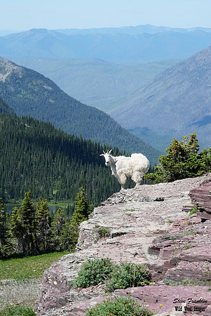 Logan Goats 6 det WWI