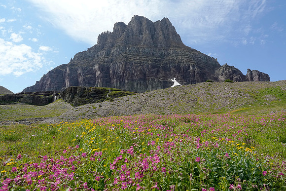 Logan Pass flowers 1A det WWI