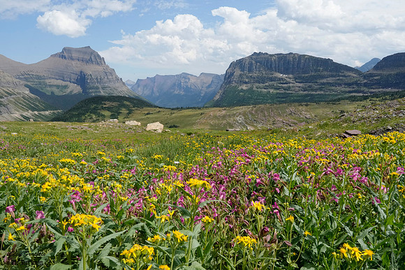 Logan Pass flowers 2A det WWI