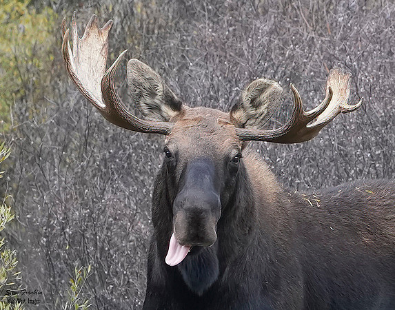 Moose Bull 1+ det WWI