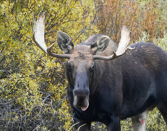 Moose Bull 2 det WWI