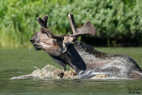 Moose 53 det WWI
