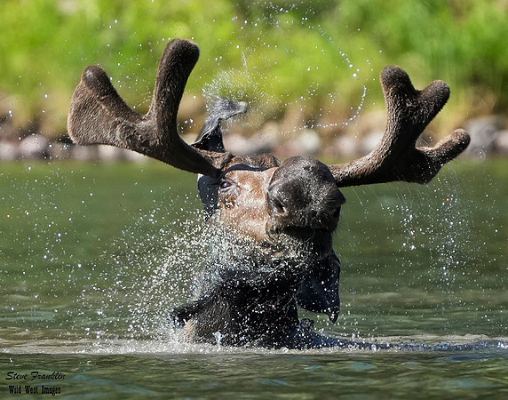 Moose 45 det WWI