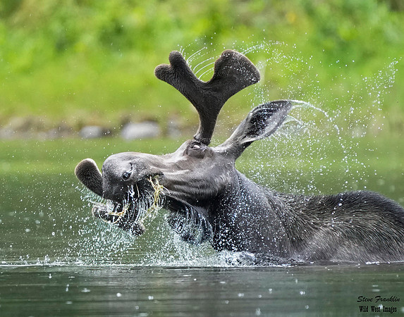 Moose 1 det WWI