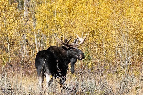 moose colors 1 det WWI