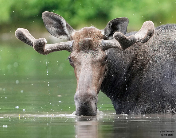 Moose 5 det + WWI