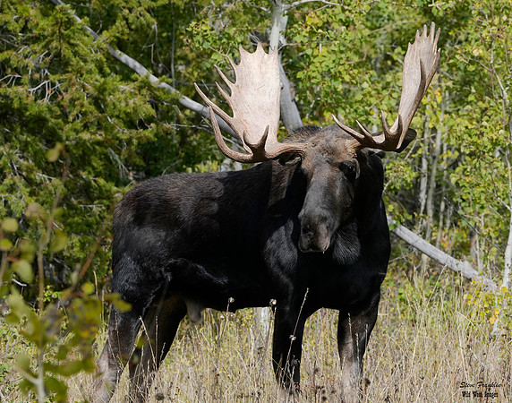 Moose at Moose 4 det WWI
