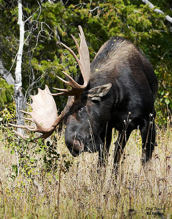 Moose at Moose 1 det WWI
