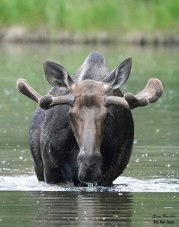 Moose 15 det WWI