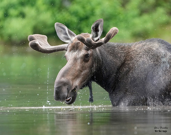 Moose 6 det WWI