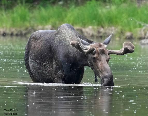 Moose 9 det WWI