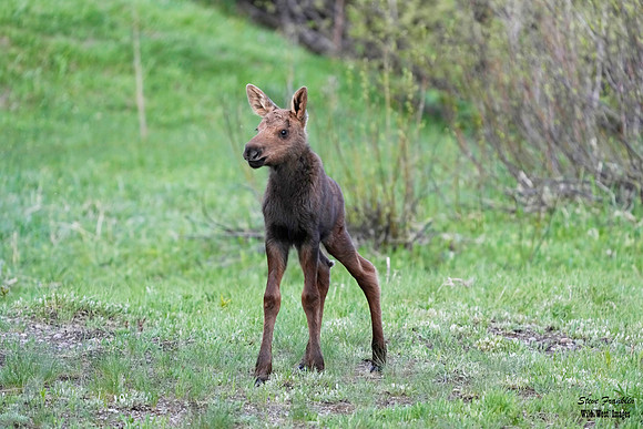 Moose n calves 3 det WWI