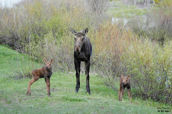 Moose n calves 1 det WWI