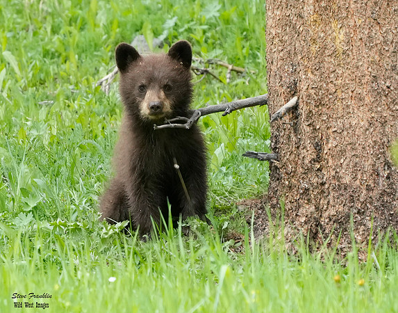 Black Bear Falls 37 det WWI