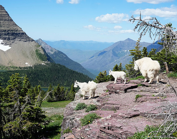 Hidden Lake goats 1 + det WWI