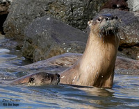 otter 12 + det WWI