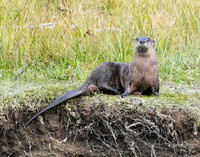 Otter play 2+ det WWI