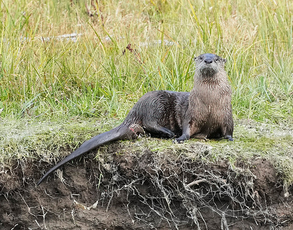 Otter play 2+ det WWI