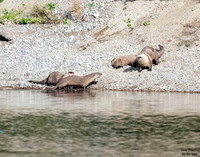 Otter play 1 det WWI