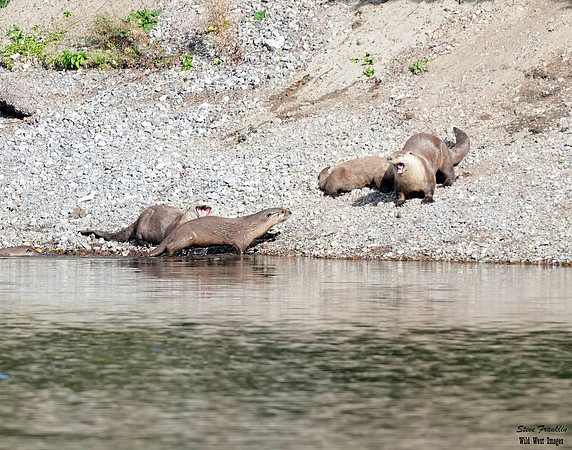 Otter play 1 det WWI