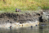 Otter play 14 det WWI