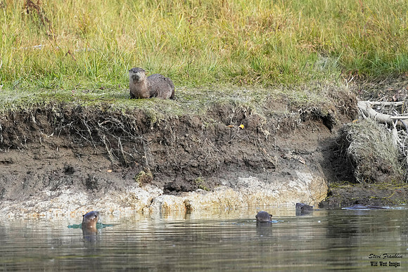 Otter play 14 det WWI