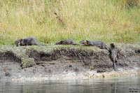 Otter play 10 det WWI