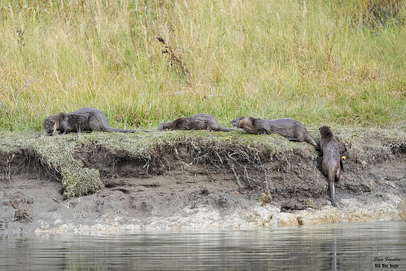 Otter play 10 det WWI
