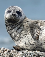Harbor Seal 8 det WWI