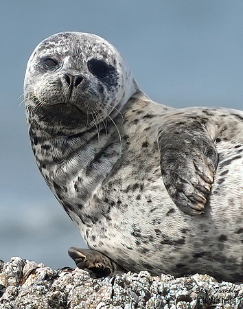 Harbor Seal 8 det WWI