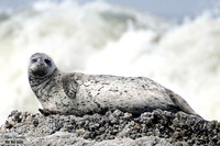 Harbor Seal 11 det WWI