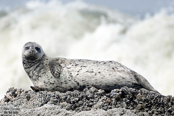 Harbor Seal 11 det WWI