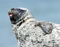 Harbor Seal 3  + det WWI