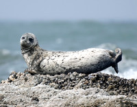 Harbor Seal 2 det WWI