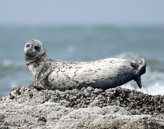 Harbor Seal 2 det WWI