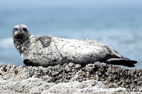Harbor Seal 5 DET WWI