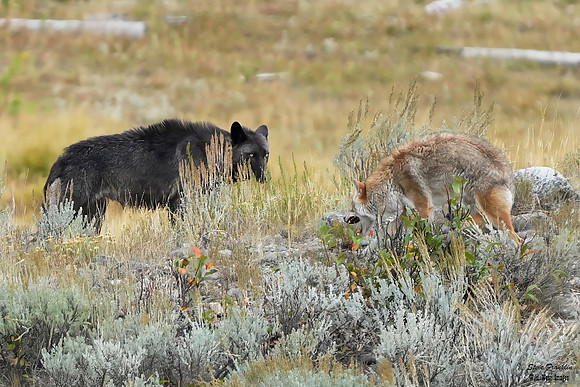 Wolf vs Coyote 1 det WWI