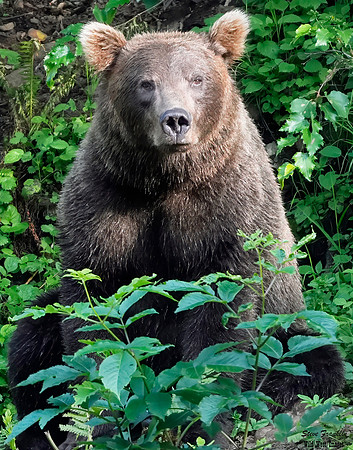 Bears wolverine creek 62 det WWI -