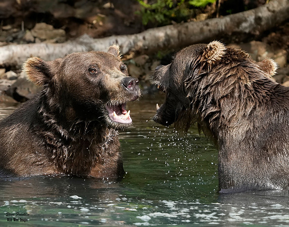 Bears wolverine creek 40 det WWI