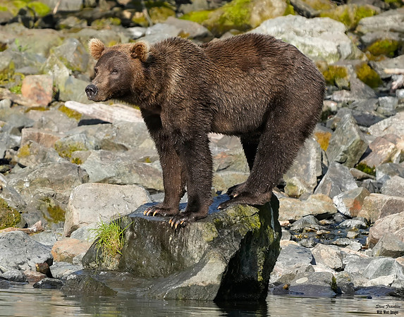 Bears wolverine creek 1 det + WWI
