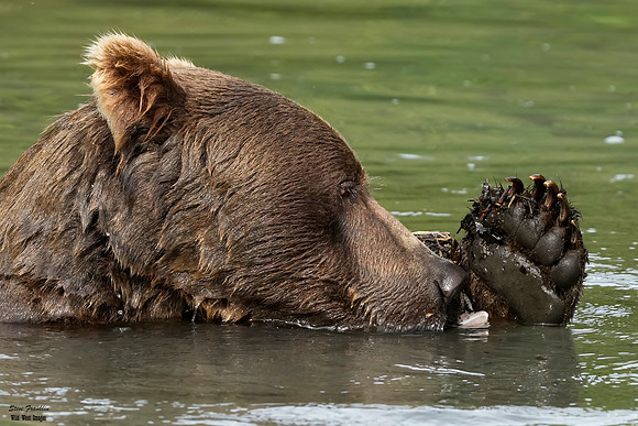 Bears wolverine creek 89 det WWI
