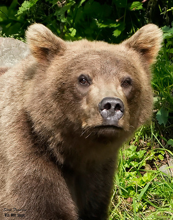 Bears wolverine creek 77 det WWI