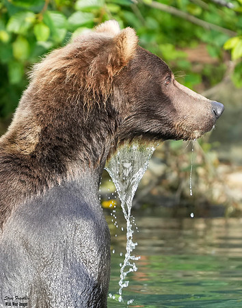 Bears wolverine creek 61 det + WWI