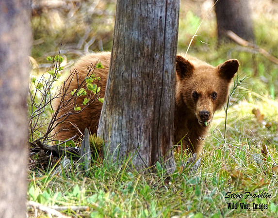 Black Bear cub 2 det WWI
