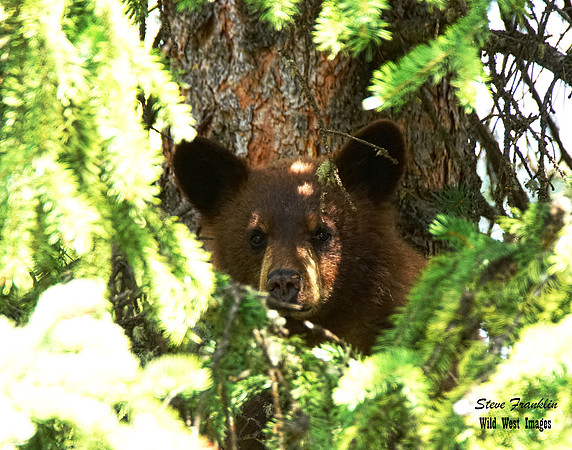 Black Bear cub tree 2 det WWI