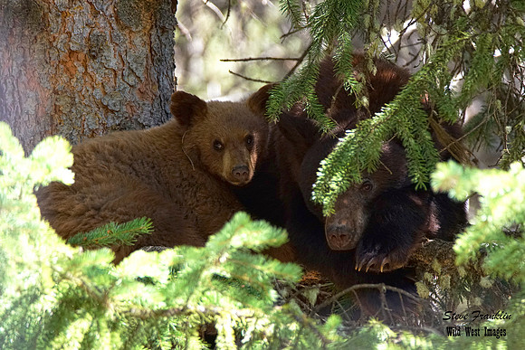 Black Bears tree 1 det WWI (The Family tree)