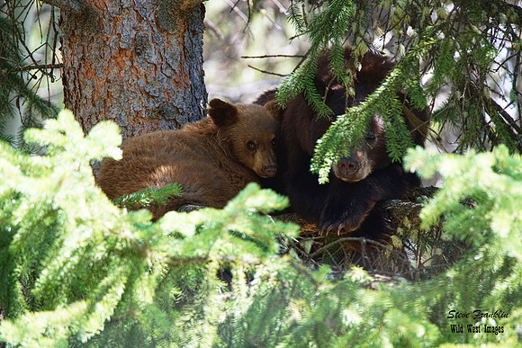 Black Bears tree 10 det WWI